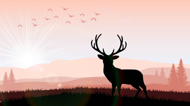 Silhouette a deer the feeding in the bright sunset Illustration of Silhouette a deer the feeding in the bright sunset wallaby stock illustrations