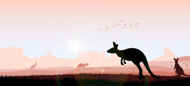 silhouette känguru in den abend - kangaroo outback australia sunset stock-grafiken, -clipart, -cartoons und -symbole