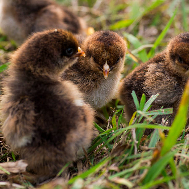 istock Partridge cochin baby chicks 485294509