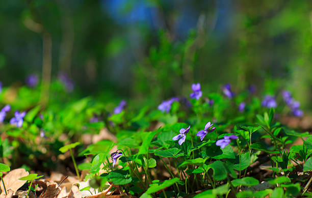 istock Wild flowers in the forest 485294855
