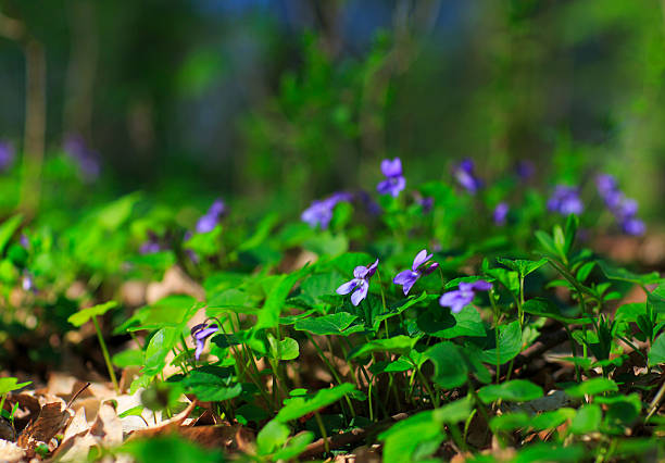 istock Wild flowers in the forest 485294859