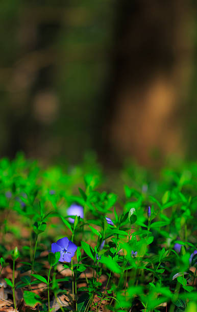 istock Wild flowers in the forest 485294863