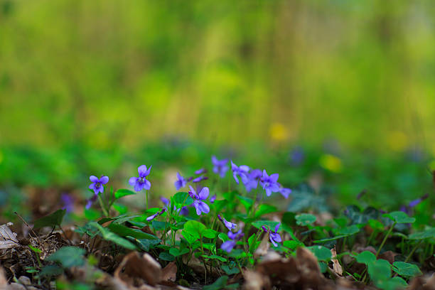 istock Wild flowers in the forest 485294881