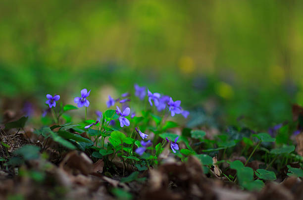 istock Wild flowers in the forest 485294887