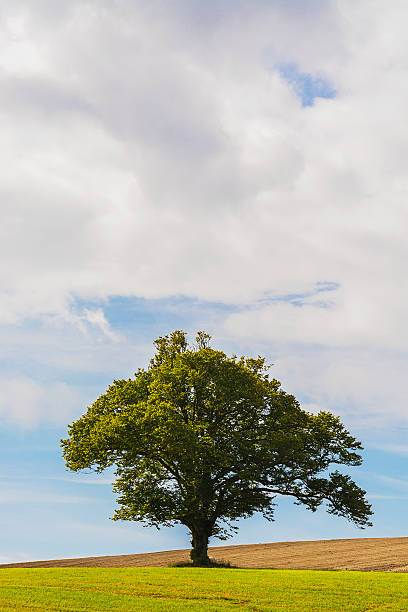 istock Lonely, single tree in a green, freshly cut field 485294984