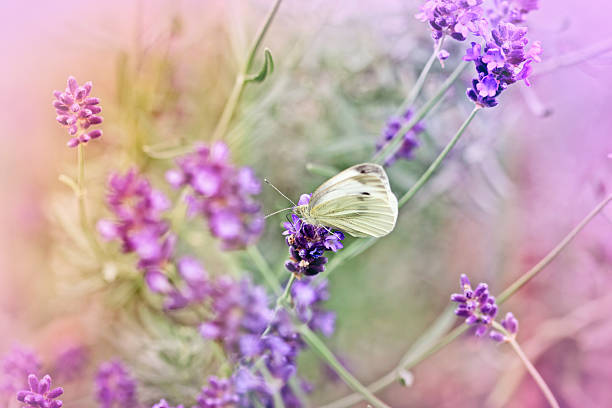 istock White butterfly on lavender in my flower garden 485296345