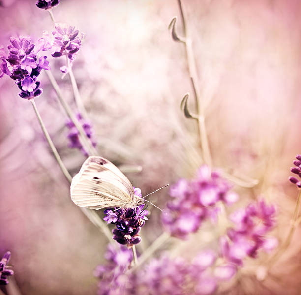 istock White butterfly on lavender in my flower garden 485296565