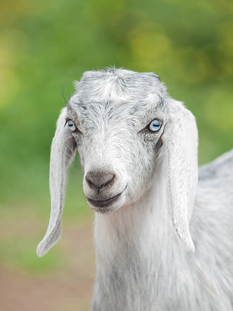istock portrait of gray kid 485296921