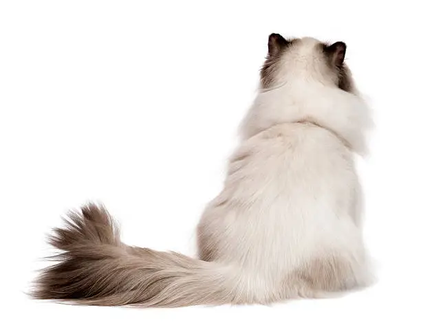 Cute young persian seal colourpoint cat is sitting and looking up - photographed from behind, isolated on white background