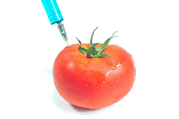 spritze für genetisch veränderte tomaten, isoliert - genetic modification dna tomato genetic research stock-fotos und bilder