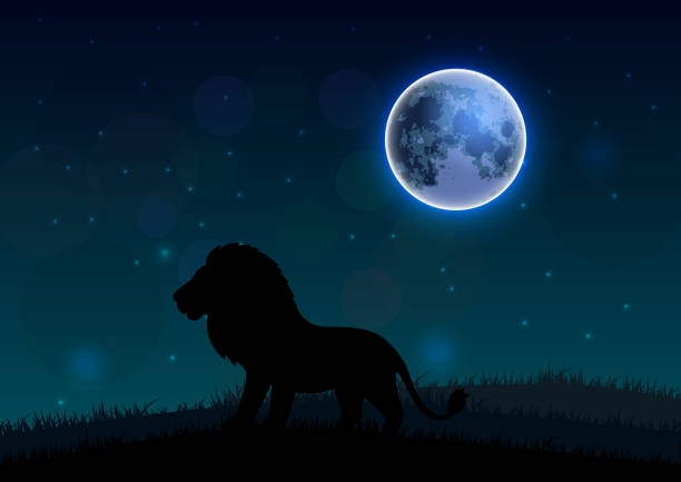 istock Silhouette of a lion standing on a hill at night 485299212
