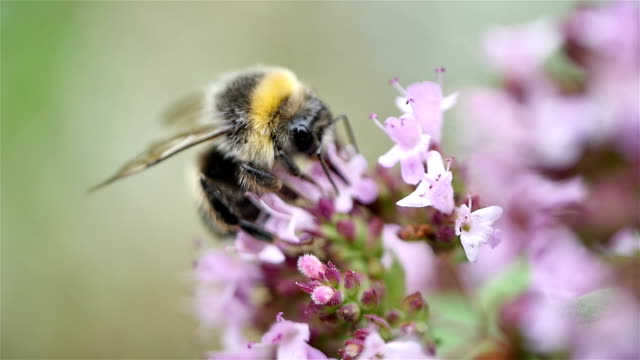 Video of Bumble bee in macro shot in slow motion