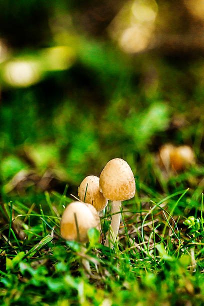 istock Group of mushrooms 485299272