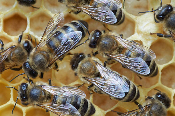 istock Honey bees over larva 485299346