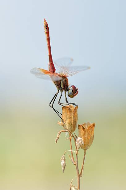 istock Sympetrum fonscolombii 485299370