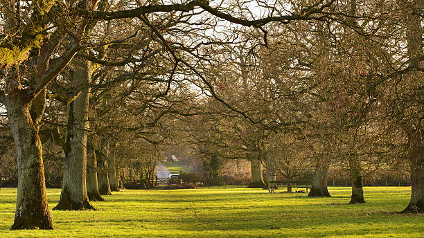istock Avenue of Oak Trees 485302182