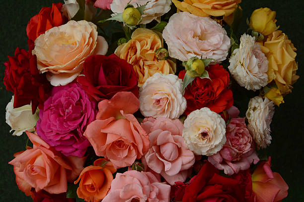roses stock photo