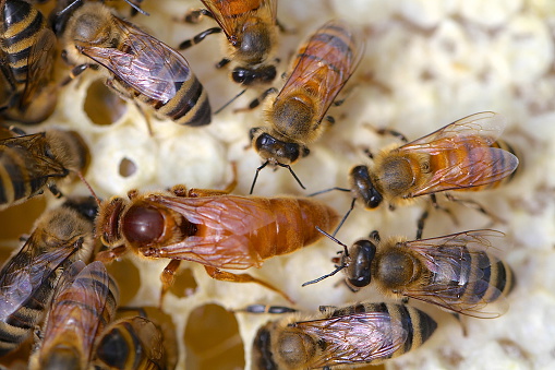 A queen honey bee escorted by her servants over capped honey.
