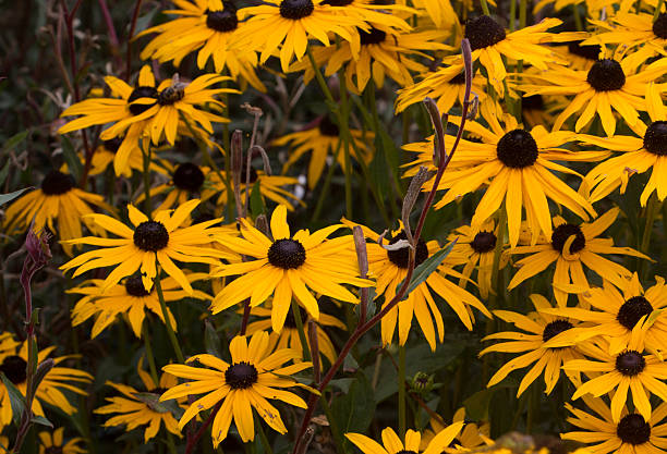 istock Brown eyed susan in flower. 485308308