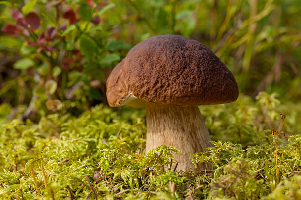 istock Kiefernsteinpilz - pinewood king bolete 485308394