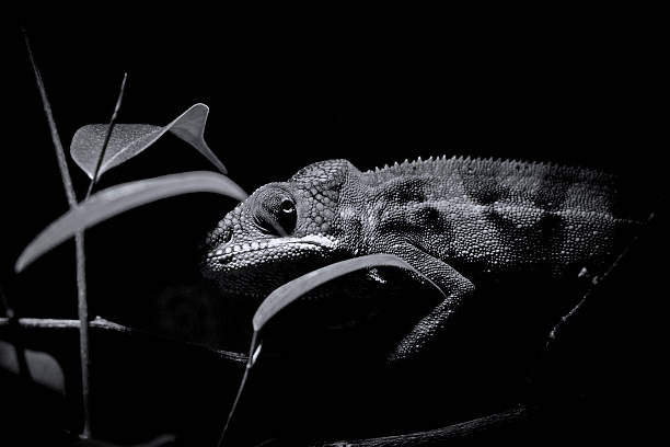 istock Panther Chameleon Furcifer Pardalis black / white 485310001
