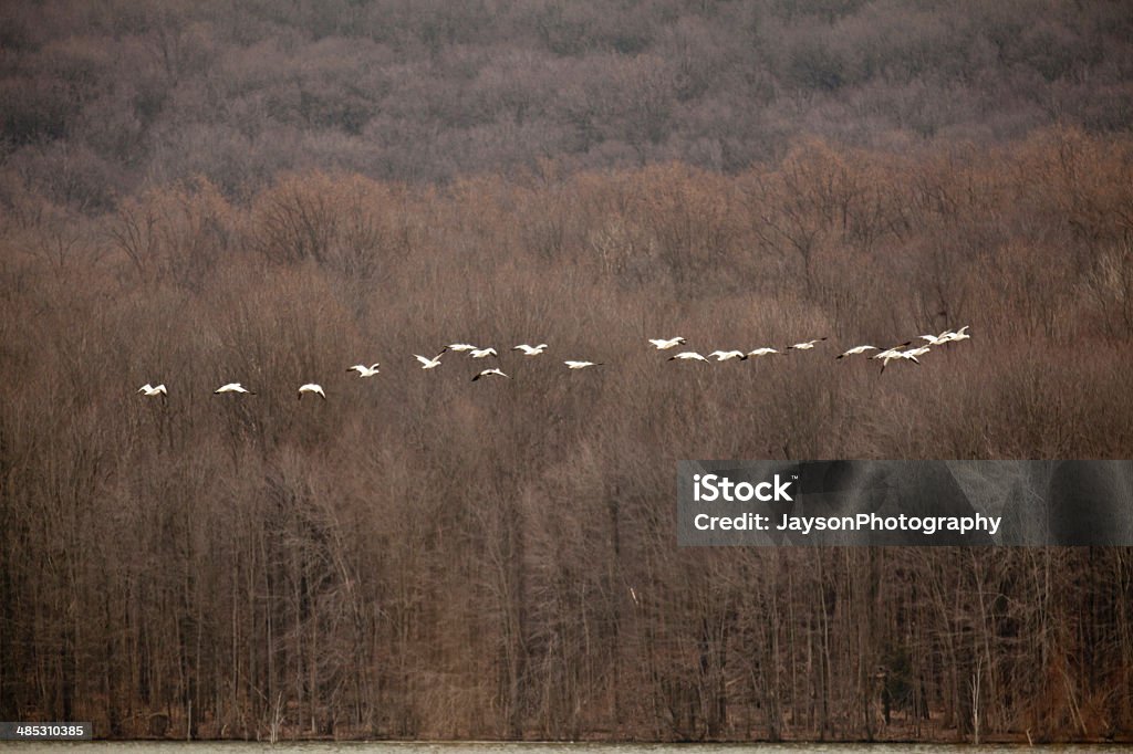 Grupo de nieve gansos - Foto de stock de Abrevadero libre de derechos