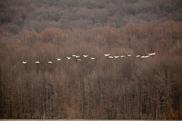 grupo de gansos de neve - bird animal flock of birds number 6 - fotografias e filmes do acervo