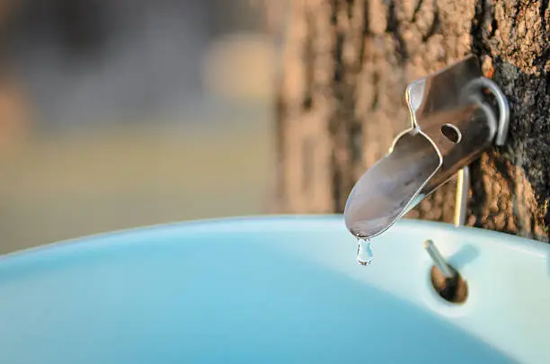 Tapped New England sugar maple tree dripping sap into bucket.