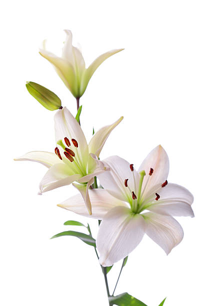 istock Beautiful white lillies, isolated on white 485310515