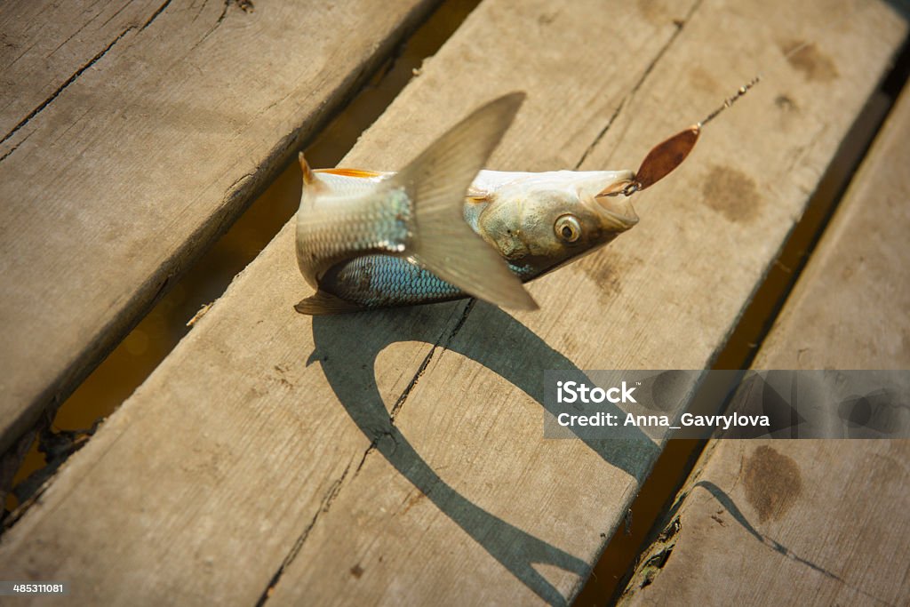 La pesca - Foto stock royalty-free di Acqua