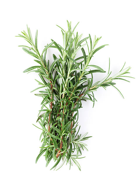 istock Fresh garden herbs. Rosemary 485311272