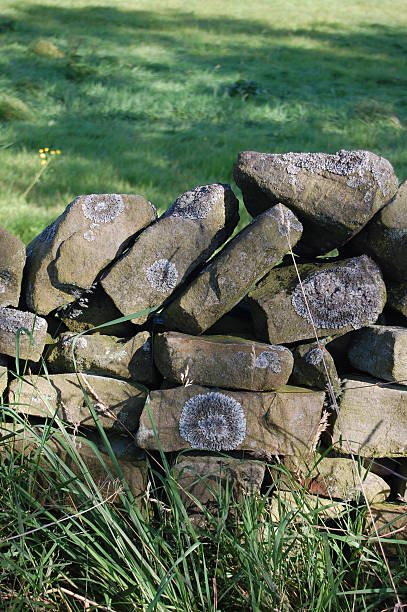 istock Lichen on Dry Stone Wall, Fulwood, Yorkshire 485311443