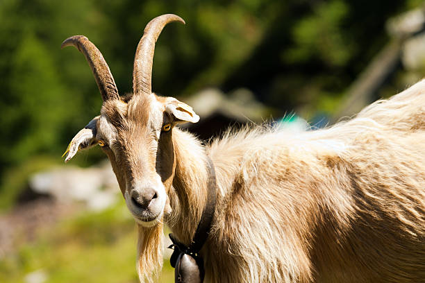 istock Mountain Goat with horns - Italy 485311698
