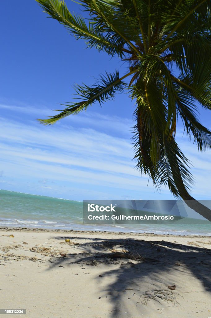 Tree Shadow Beach Coconut Tree Shadow On The Beach Stock Photo - Download Image Now ...