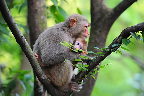 istock Females monkey and its baby 01 485312108