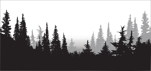 A vector silhouette illustration of a tree line of dense forest pine trees.