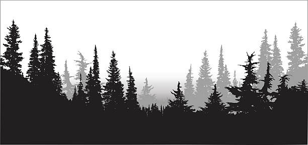 National Forest Pines A vector silhouette illustration of a tree line of dense forest pine trees. tree silhouettes stock illustrations