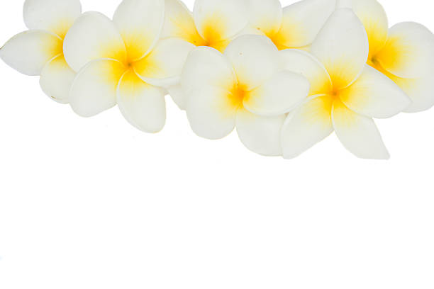 istock border of frangipani flowers 485313389