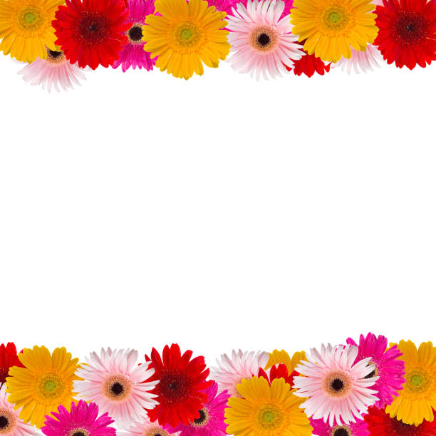 istock herbera flowers fame 485313647