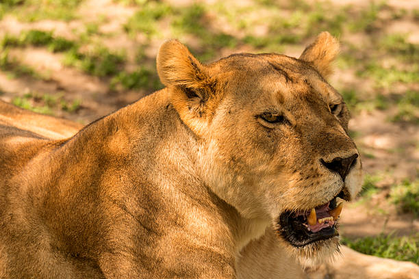 istock Closeup of a Lioness 485314199