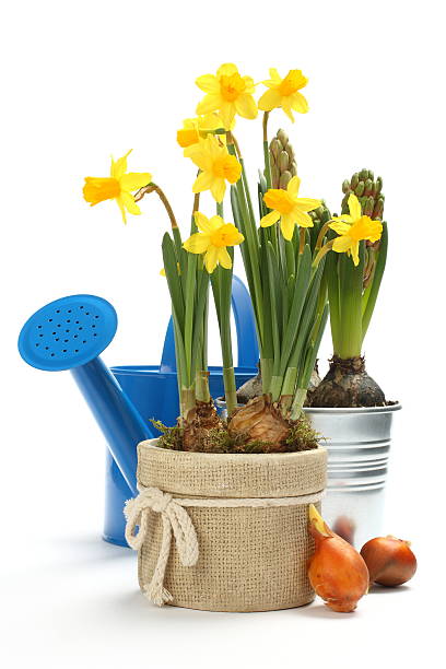 istock Two pots with young spring flowers and blue watering can 485314259