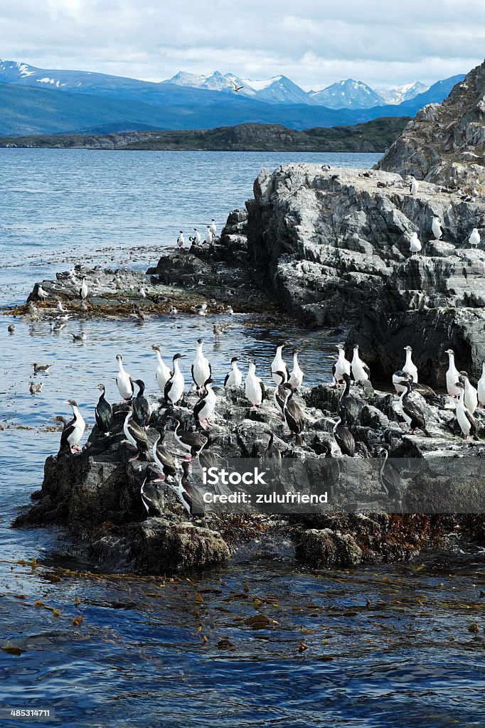 Pájaro Colonia en el canal de Beagle - Foto de stock de Archipiélago de Tierra del Fuego libre de derechos