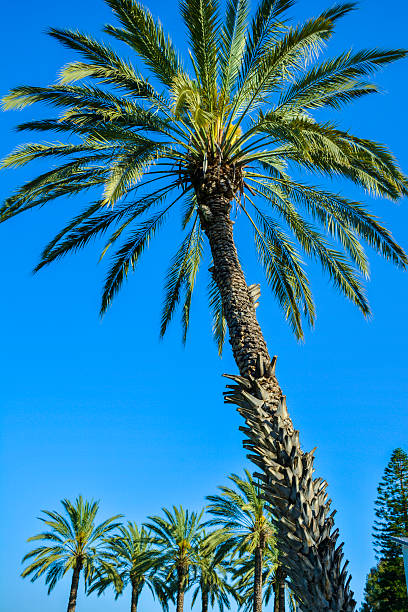 istock Date Palm Tree, Sea of Galilee 485315332