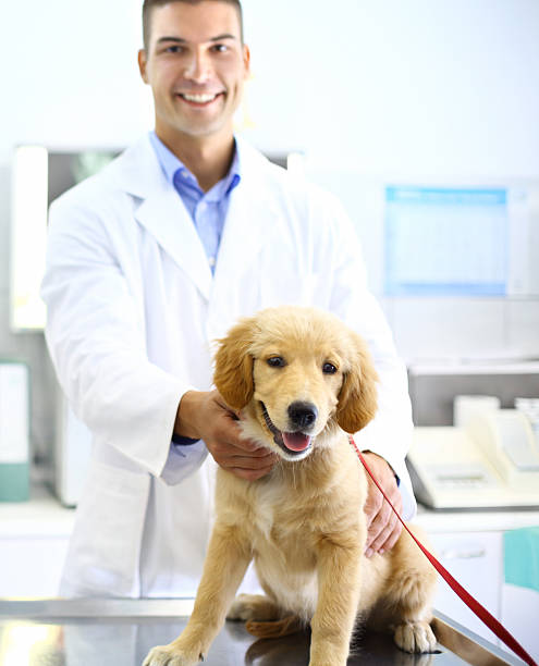 istock Happy vet with healthy dog. 485315361