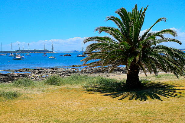 istock Punta Del Este, Uruguay!  Palm tree beach and Marina panorama 485315598