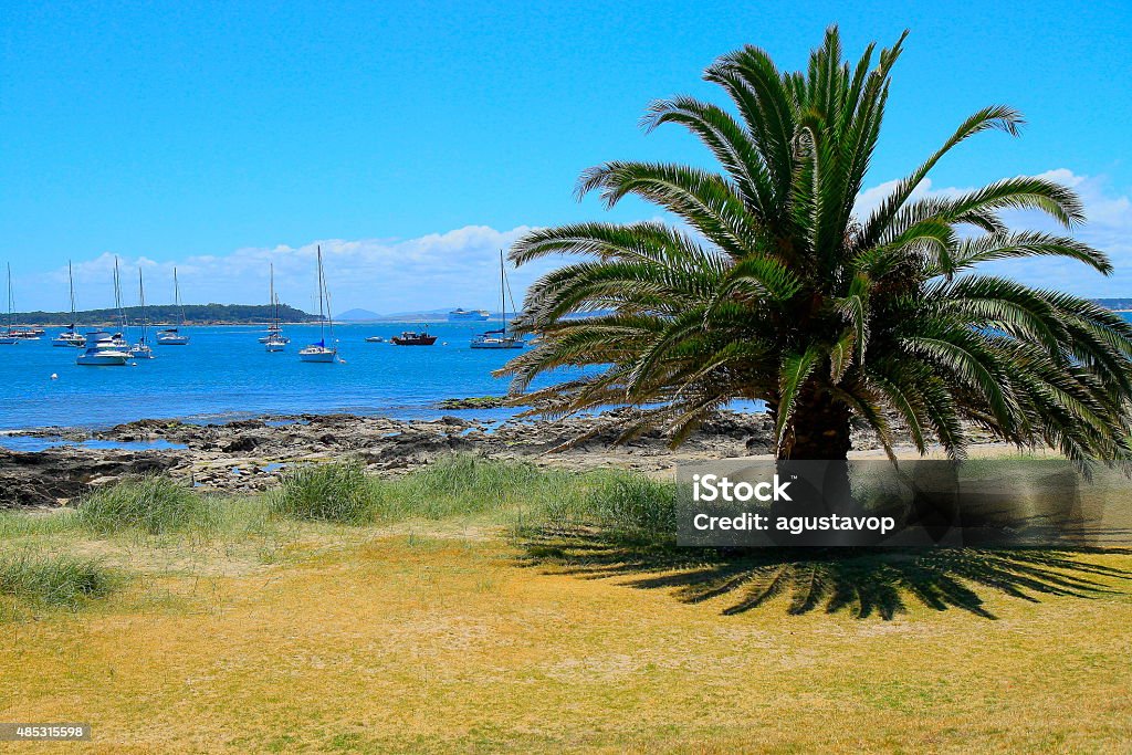 Punta Del Este, Uruguay!  Palm tree beach and Marina panorama Please, you can see here my MONTEVIDEO & URUGUAY COUNTRYSIDE collection!! Commercial Dock Stock Photo