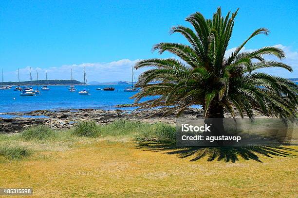 Punta Del Este Uruguay Palm Tree Beach And Marina Panorama Stock Photo - Download Image Now