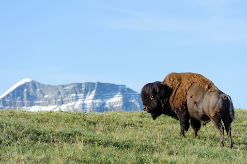 buffalo near waterton lakes national park with mountain in the back