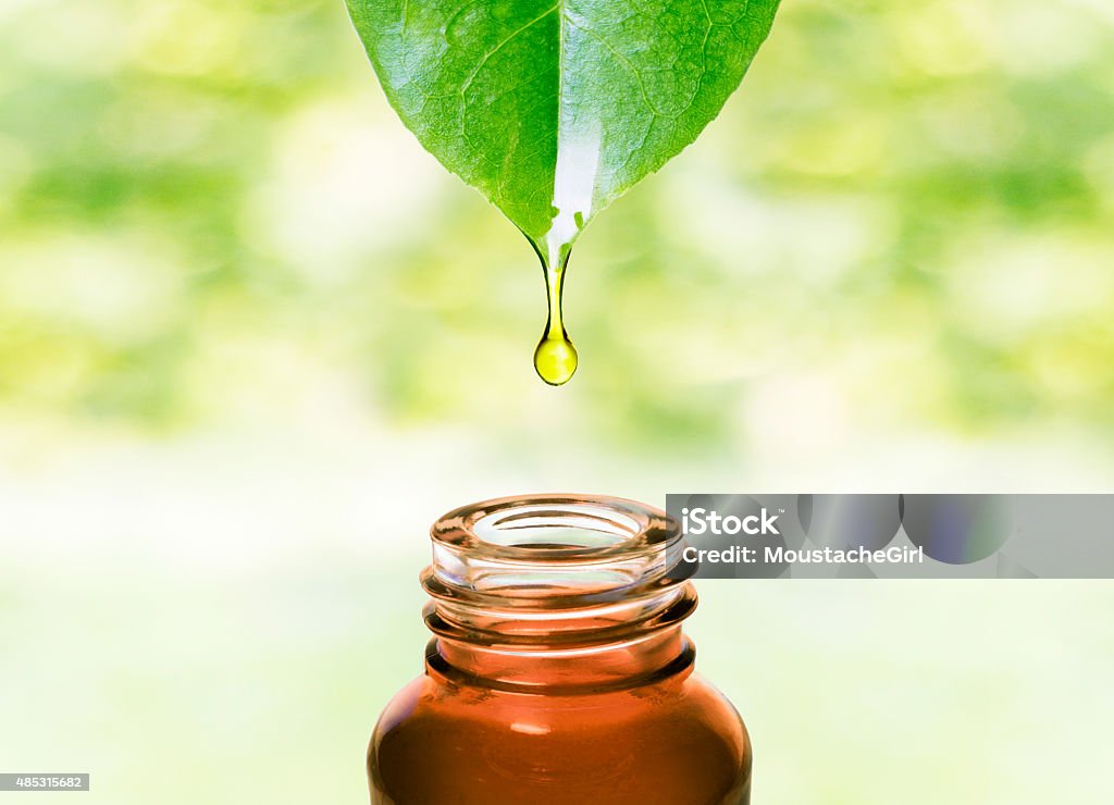 Essential oil dropping from leaf .Aromatherapy. Essence water or oil dripping from a leaf to the bottle. Natural skin care, alternative medicine image. Essential Oil Stock Photo