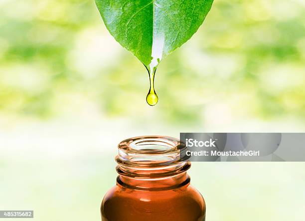 Essential Oil Dropping From Leaf Aromatherapy Stock Photo - Download Image Now - Essential Oil, Crude Oil, Nature